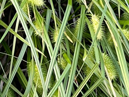 Ostřice lurida - Carex lurida