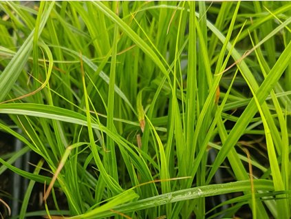 Ostřice muskingumenská - Carex muskingumensis