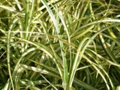 muskin variegata