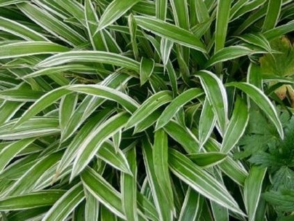 Ostřice siderosticha 'Variegata' - Carex siderosticha 'Variegata'