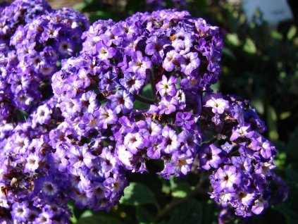 54753 vanilkovy kerik marion blue