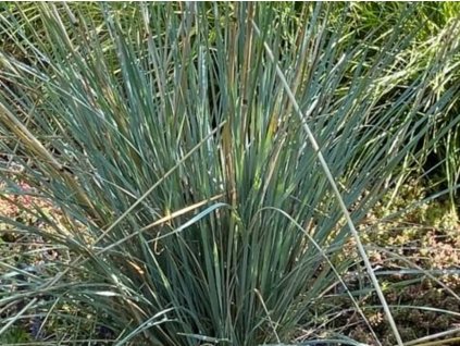 Ovsíř stálezelený 'Saphirprudel' - Helictrotrichon sempervirens 'Saphirsprudel'