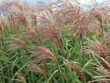 Ozdobnice čínská 'Flamingo'- Miscanthus sinensis 'Flamingo'