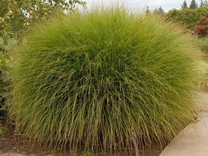 Ozdobnice čínská 'Gracilimus' - Miscanthus sinensis 'Gracilimus'