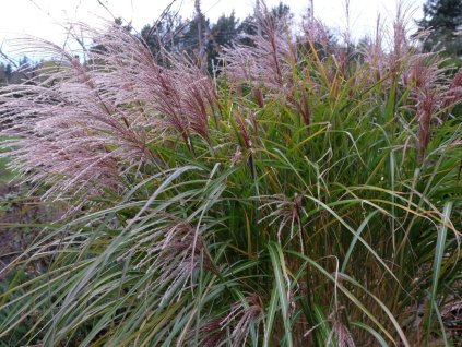 54846 1 ozdobnice cinska grosse fontaine miscanthus sinensis grosse fontaene