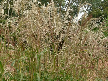 Ozdobnice čínská 'Nishidake' - Miscanthus sinensis 'Nishidake'