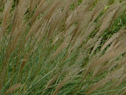 Ozdobnice čínská 'Silberspine' - Miscanthus sinensis 'Silberspine'
