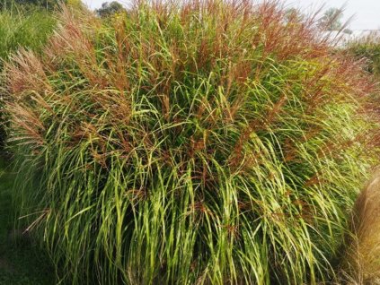 54891 ozdobnice cinska spatgrun miscanthus sinensis spatgrun
