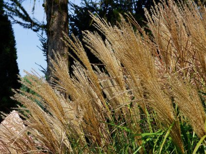 Ozdobnice čínská 'Spatgrun' - Miscanthus sinensis 'Spatgrun'