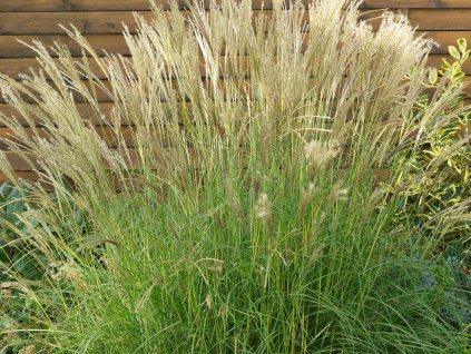 Ozdobnice čínská 'Yaku Jima' - Miscanthus sinensis 'Yaku Jima'