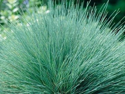 spiky blue