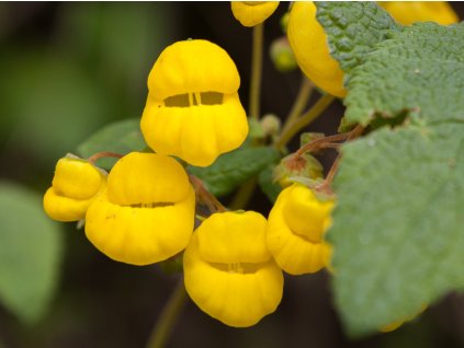 Pantoflíček - Calceolaria sp. patagonia
