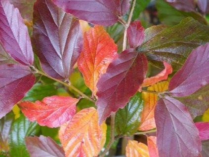 Parrotie perská 'Bella'