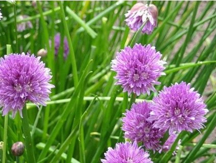 allium