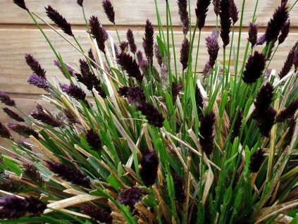 Pěchava Heuflerova - Sesleria heufleriana