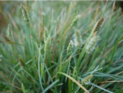 Sesleria nitida 1180 df3c7f6c 640x512 600x480