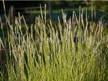 Pěchava podzimní - Sesleria autumnalis