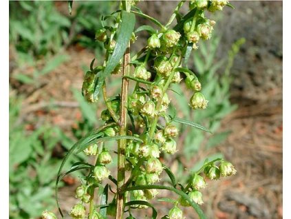 Pelyněk estragon ´French Dragon´ - Artemisia dracunculus ´French Dragon´ (Balení kontejner p9)