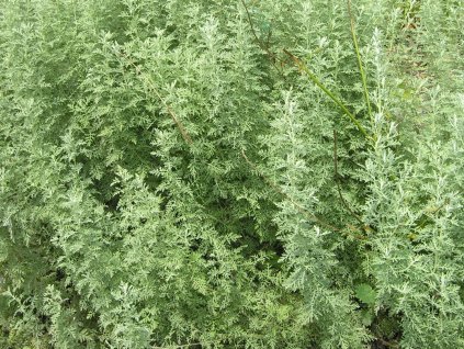Pelyněk pontický - Artemisia pontica