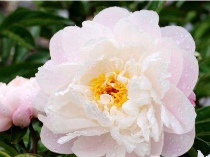 Pivoňka čínská 'Lady Alexandra Duff'- Paeonia lactiflora 'Lady Alexandra Duff'