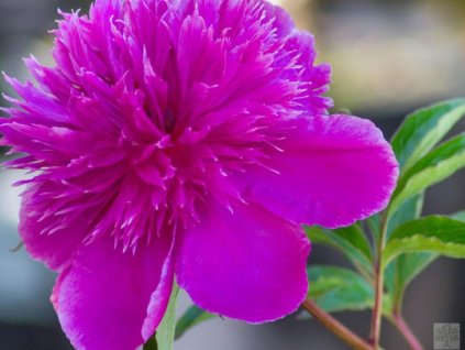 purple spider