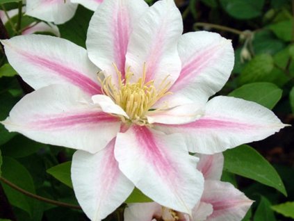 Plamének 'Andromeda'