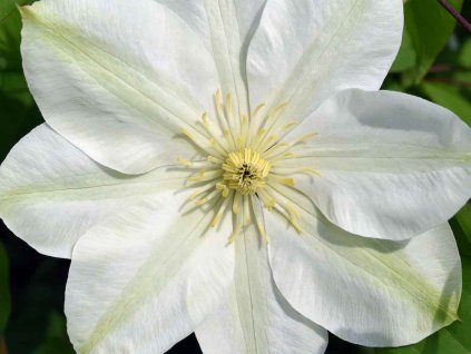 Plamének 'Guernsey Cream'