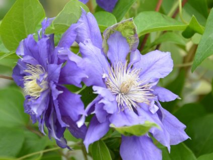 Plamének 'Kiri Te Kanawa'