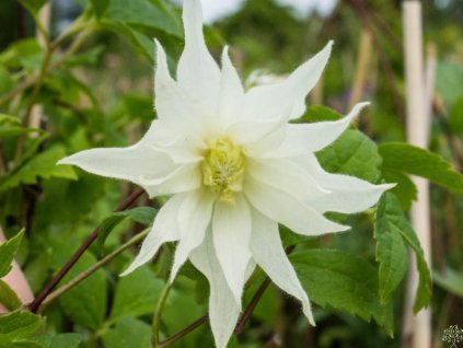 Plamének 'Lemon Dream'
