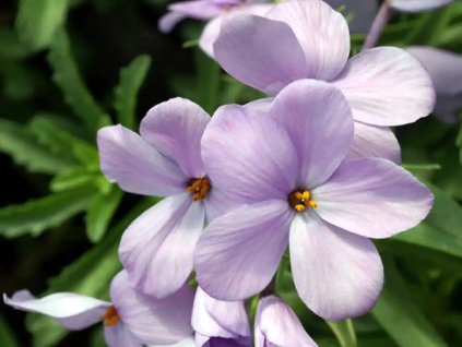 Plaménka douglasii 'Lilac Cloud' - Phlox douglasii 'Lilac Cloud'