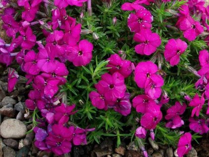 Plaménka douglasii 'Red Admiral'