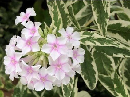 Phlox paniculata Creme de menthe vivace balcon Paris �t� aout 2019 4