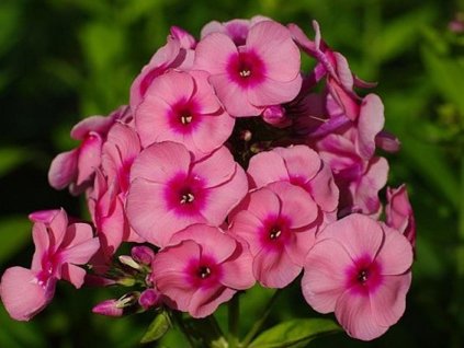 pink plam�nka