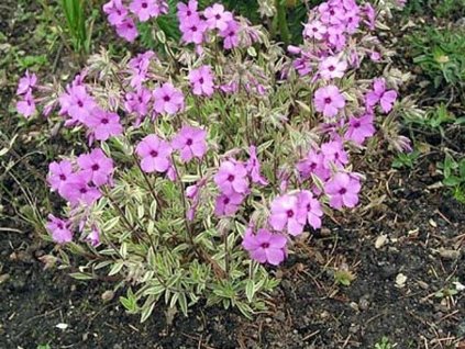 plam�nka variegata