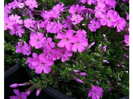 56082 1 plamenka sidlovita emerald pink p11