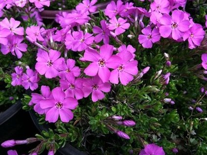 emerald pink