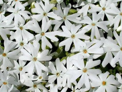 white plam�nka 1