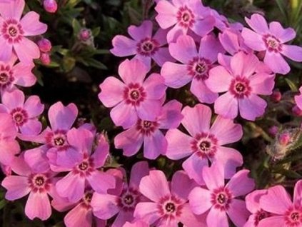 rosete