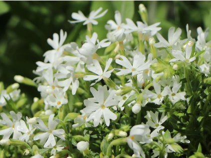 Plaménka šídlovitá 'Snowflake' - Phlox subulata 'Snowflake'