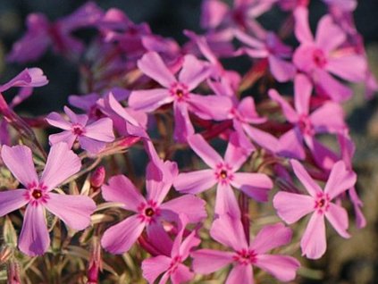 sublata variegata