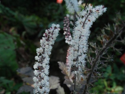 Ploštičník hroznatý 'Brunette' - Cimicifuga racemosa 'Brunette'