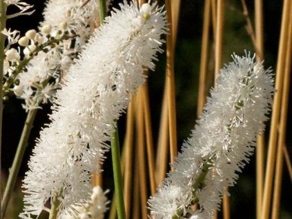 Ploštičník 'White Pearls' - Cimicifuga simplex 'White Pearls'