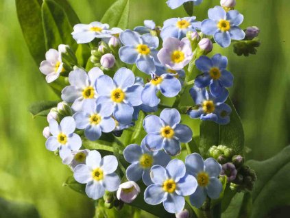 Pomněnka bahenní - Myosotis palustris