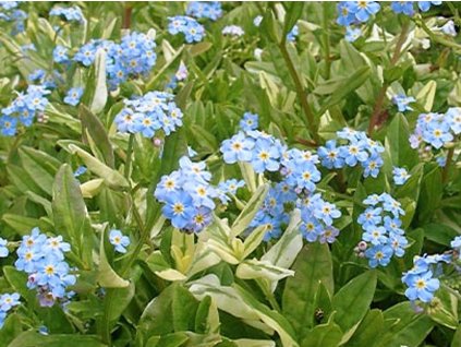 56874 1 pomnenka bahenni variegata myosotis palustris variegata