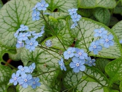 brunela