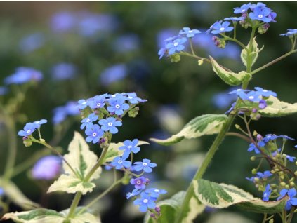 Pomněnkovec velkolistý 'Variegata' - Brunnera macrophylla 'Variegata'