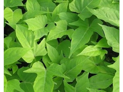 57000 1 povijnice batatova lime