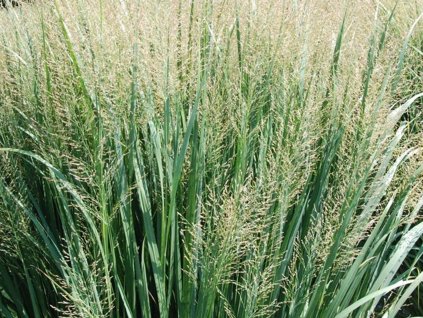 Proso prutnaté  'Northwind' - Panicum virgatum 'Northwind'