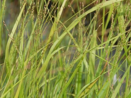 Proso prutnaté  'Strictum' - Panicum virgatum 'Strictum'