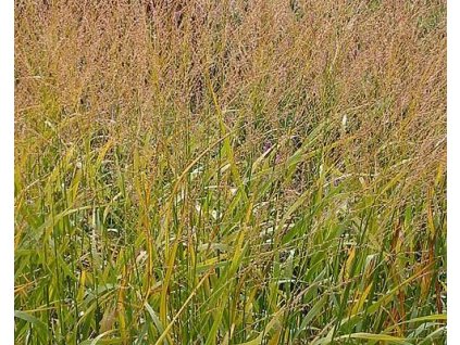 Proso prutnat�  �Strictum� - Panicum virgatum 'Strictum' (Balen� kontejner C5)